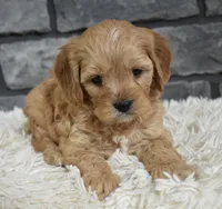 processed/48332f2b-090e-4a3d-8e6f-022c27ce812d/listing/a673728c-41bb-4e83-be8c-44006c58c999/981a9d3d-05ac-4575-b54c-b09ae32b6258