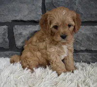 processed/48332f2b-090e-4a3d-8e6f-022c27ce812d/listing/a673728c-41bb-4e83-be8c-44006c58c999/98ac110f-70af-4aa7-973c-88b87eeaace4