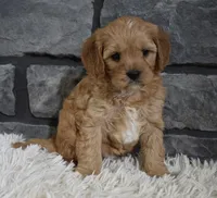 processed/48332f2b-090e-4a3d-8e6f-022c27ce812d/listing/a673728c-41bb-4e83-be8c-44006c58c999/cc8f8c83-6521-4acc-a088-d2da408810ef