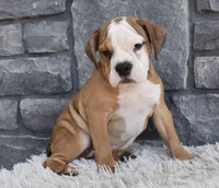 Blossom , a female English Bulldog and Beagle for sale in Berlin, OH – 3 of 5