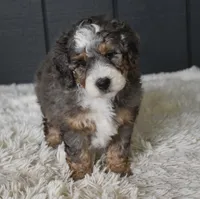 Jester , a male Miniature Bernedoodle for sale in Berlin, OH – 2 of 7