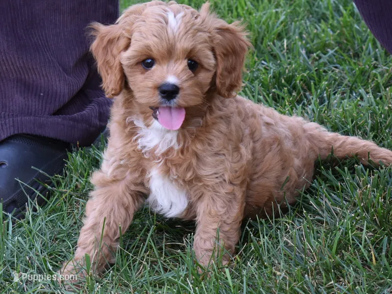 Miles – Cavapoo puppy for sale in Berlin, OH
