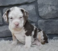 Twinkle , a female English Bulldog and Beagle for sale in Berlin, OH – 3 of 4