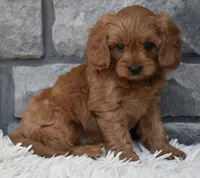 Hank, a male Cavapoo for sale in Berlin, OH – 5 of 6