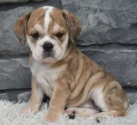 Trixie, a female English Bulldog and Beagle for sale in Berlin, OH – 3 of 5