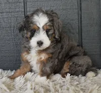 Jodie, a female Miniature Bernedoodle for sale in Berlin, OH – 5 of 6