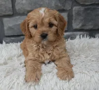 Riley , a male Cavapoo for sale in Berlin, OH – 4 of 8