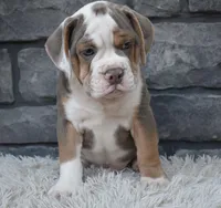 Tank , a male English Bulldog and Beagle for sale in Berlin, OH – 2 of 6