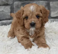 Miles, a female Cavapoo for sale in Berlin, OH – 6 of 8