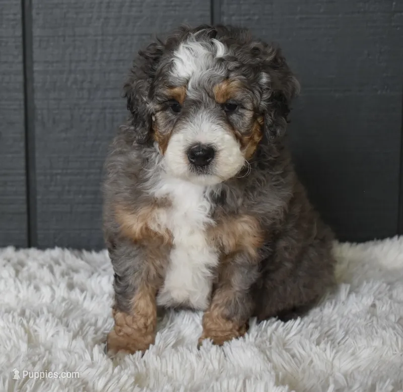 Jester  – Miniature Bernedoodle puppy for sale in Berlin, OH