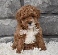 Cuddles, a female Poodle - Toy  for sale in Berlin, OH – Photo 6 of 8