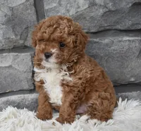 Cuddles, a female Poodle - Toy  for sale in Berlin, OH – Photo 8 of 8