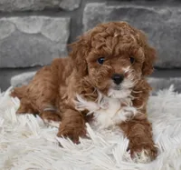 Cuddles, a female Poodle - Toy  for sale in Berlin, OH – Photo 4 of 8