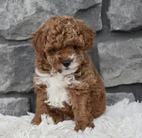 Cuddles, a female Poodle - Toy  for sale in Berlin, OH – Photo 3 of 8