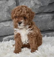 Cuddles, a female Poodle - Toy  for sale in Berlin, OH – Photo 7 of 8