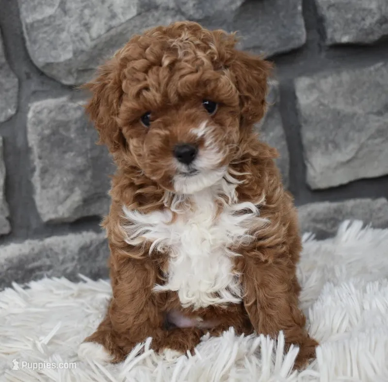 Cuddles, a female Poodle - Toy  for sale in Berlin, OH – Photo 1 of 8