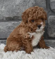 Cuddles, a female Poodle - Toy  for sale in Berlin, OH – Photo 5 of 8