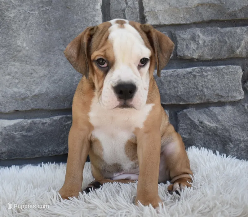 Blossom  – English Bulldog, Beagle puppy for sale in Berlin, OH