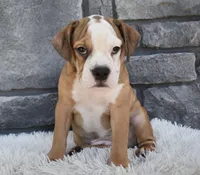 Blossom , a female English Bulldog and Beagle for sale in Berlin, OH – 1 of 5