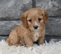 Ranger , a male Cavapoo for sale in Berlin, OH – 6 of 8