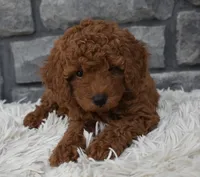 Cuddles, a male Poodle - Toy  for sale in Berlin, OH – 4 of 6
