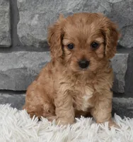 Millie, a female Cavapoo for sale in Berlin, OH – 5 of 7