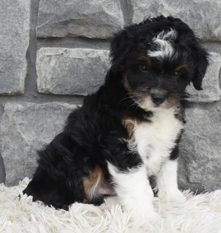 Cash  – Miniature Aussiedoodle puppy for sale in Berlin, OH