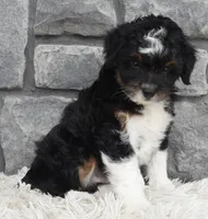 Cash , a male Miniature Aussiedoodle for sale in Berlin, OH – 1 of 6