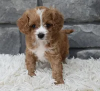 Remi, a female Cavapoo for sale in Berlin, OH – 6 of 8