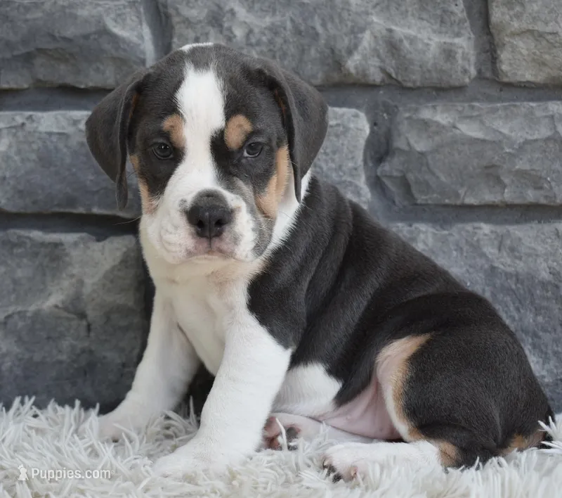 Biscuit  – English Bulldog, Beagle puppy for sale in Berlin, OH