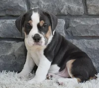Biscuit , a female English Bulldog and Beagle for sale in Berlin, OH – 1 of 3