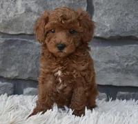 Charlie , a male Poodle - Toy  for sale in Berlin, OH – 2 of 8