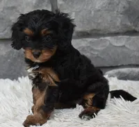 Roxy, a female Cavapoo for sale in Berlin, OH – 2 of 8