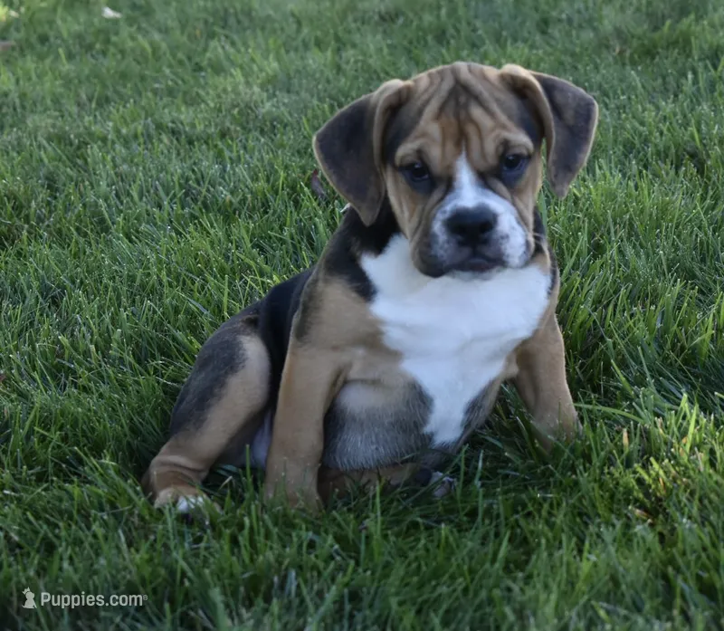 Marley  – English Bulldog, Beagle puppy for sale in Berlin, OH