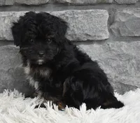 Charlie , a male Miniature Aussiedoodle for sale in Berlin, OH – 4 of 5