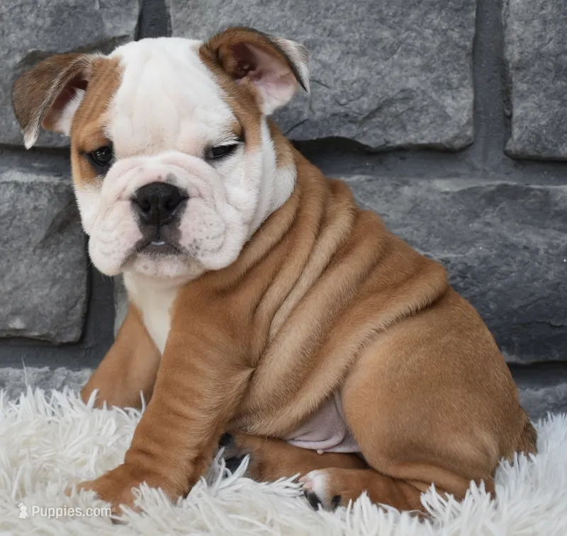 Miles – English Bulldog, Beagle puppy for sale in Berlin, OH