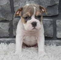 Molly, a female English Bulldog and Beagle for sale in Berlin, OH – 2 of 5
