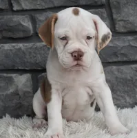 Tessa, a female English Bulldog and Beagle for sale in Berlin, OH – 2 of 4