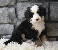 Chloe , a female Miniature Bernedoodle for sale in Berlin, OH – 5 of 5