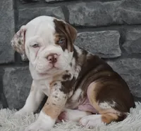 Truffle , a male English Bulldog and Beagle for sale in Berlin, OH – 6 of 6