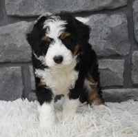  Cookie , a female Miniature Bernedoodle for sale in Berlin, OH – 2 of 8