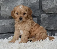 Riley , a male Cavapoo for sale in Berlin, OH – 3 of 8