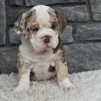 Tank, a male English Bulldog and Beagle for sale in Berlin, OH – 2 of 5