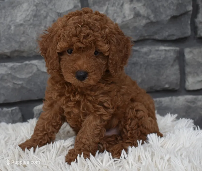 Cuddles – Poodle - Toy  puppy for sale in Berlin, OH