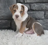 Tank, a male English Bulldog and Beagle for sale in Berlin, OH – 3 of 6