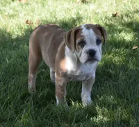 Brinley , a female English Bulldog and Beagle for sale in Berlin, OH – 6 of 7