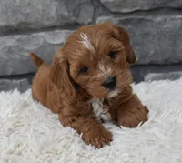 Rocco , a male Cavapoo for sale in Berlin, OH – 4 of 7
