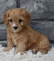 Rocky, a male Cavapoo for sale in Berlin, OH – 6 of 6