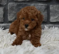 Cinnamon , a female Poodle - Toy  for sale in Berlin, OH – 2 of 8