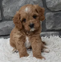 Miles, a female Cavapoo for sale in Berlin, OH – 7 of 8